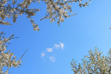 Blooming branches of cherry plum tops against the blue sky.