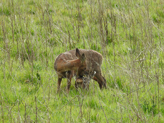 A deer in a clearing with a young deer