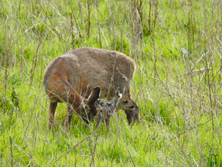 A deer in a clearing with a young deer