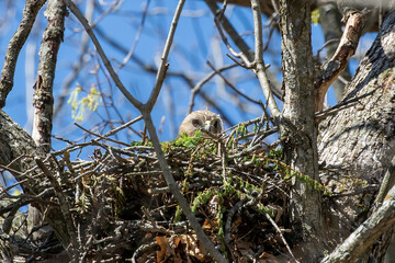 The Red-shouldered Hawk (buteo lineatus) female on the nest