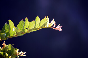 Beautiful picture of green leaf on branch. Selective focus, Selective Focus On Subject, Background Blur