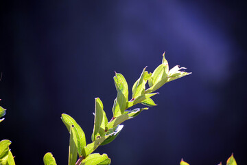 Beautiful picture of green leaf on branch. Selective focus, Selective Focus On Subject, Background Blur