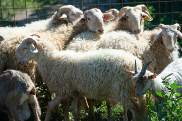 Pecora Brigasca is the name of an ancient variety of sheep in Liguria near Albenga