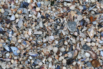 seashells on the beach