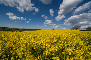 Fototapeta premium Blooming canola field. Bright Yellow rapeseed oil. Flowering rapeseed. with blue sky and clouds