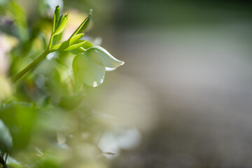 Lenten rose Scientific name is Helleborus