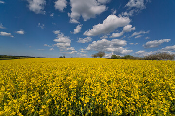 Fototapeta premium Blooming canola field. Bright Yellow rapeseed oil. Flowering rapeseed. with blue sky and clouds