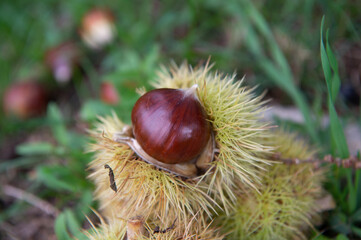 the chestnut called Marrone di San Zeno is a chestnut typical of the Veneto area of Lake Garda