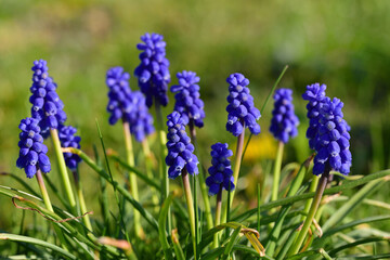 In spring, several blue grape hyacinths (Muscari) grow next to each other on the meadow and are illuminated by the sun