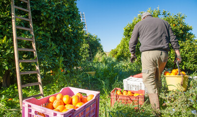Oranges harvest season: pickers at work