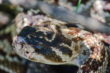 Crotalus atrox