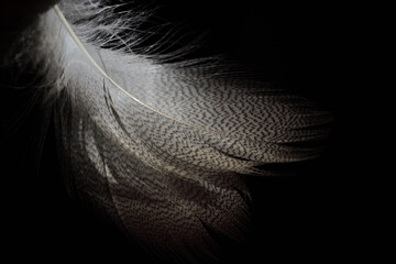 Delicate feathers of a water bird against a dark background
