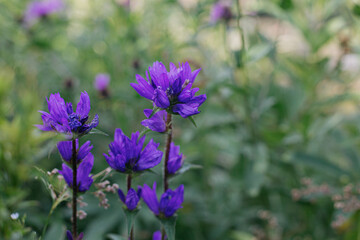Beautiful purple bellflowers in meadow on mountain hills. Clustered bellflower blooming flowers