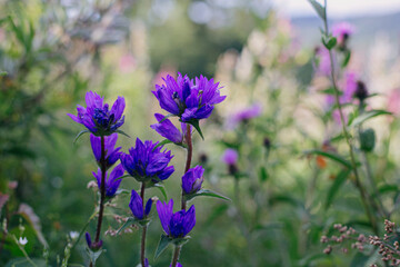 Fototapeta premium Beautiful purple bellflowers in meadow on mountain hills. Clustered bellflower blooming flowers