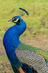 Obraz premium Blauer Pfau