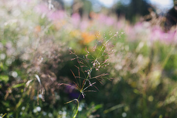 Beautiful wild grass and herbs close up in sunny light on mountain hills. Tranquil peaceful moment
