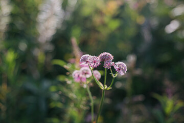 Beautiful pink wildflower in sunny meadow on mountain hills. Pink blooming flowers.