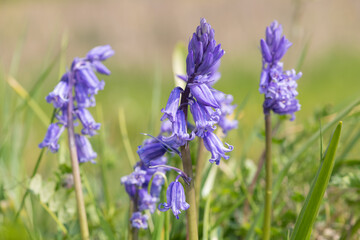 Close up of a common bluebell (hyacinthoides non scripta) flower in bloom