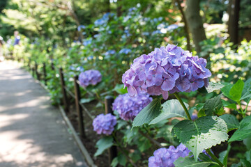 Roadside hydrangea flowers with water drops after rain　雨上がりのあじさい 道端に咲く雨滴の付いた紫陽花