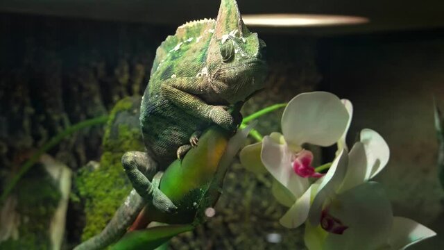 A veiled chameleon (Chamaeleo calyptratus) close up or cone-head chameleon and Yemen chameleon