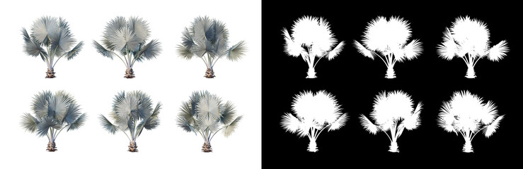 Obraz premium Various trees arranged in many forms 