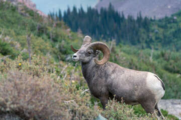 Bighorn sheep in Glacier National Park, Montana, USA. Majestic Ovis canadensis male in its natural habitat in Glacier National Park, Montana, USA. Beautiful wild animal in American Rockies