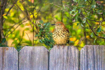 Beautiful Endangered Salt-marsh Sparrow on a fence