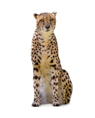 Cheetah Big Cat Sitting Facing Looking Forward © adogslifephoto