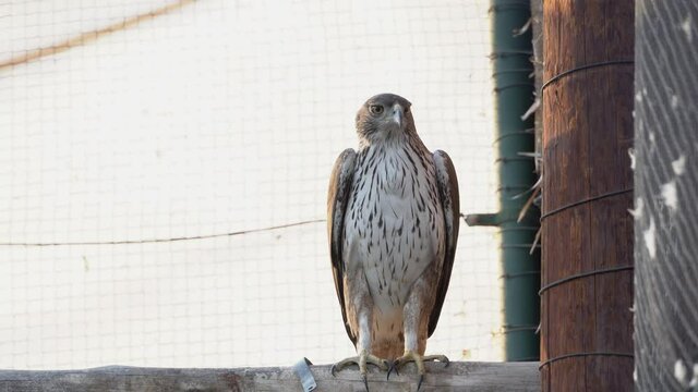 Bonelli's eagle (Aquila fasciata) or the crestless hawk-eagle close up in the middle east