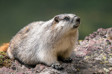 Naklejka na ściany i meble Closeup of a cute yellow-bellied marmot sitting on a grey and purple rock. Marmota flaviventris in its natural habitat in Glacier National Park, Montana, USA. Wildlife of American Rockies