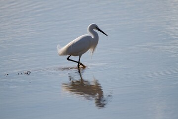 Little Egret