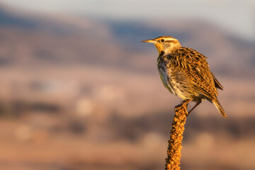 Western Meadowlark