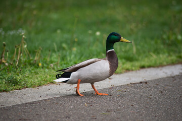 portrait of one duck walking on the road