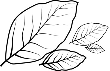 BLACK AND WHITE LEAF COLORING PAGE