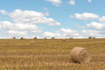 Fototapeta premium A bale of hay lies in a field on a warm sunny day against the background of fluffy clouds. Drying hay in the open air. Preparation of feed for cattle.