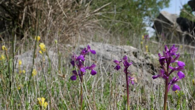 orchidea selvatica 3