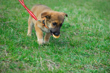 puppy. cute dog on the background of green grass, walks on a leash, outdoors. Portrait of a red puppy close-up. Charming dog posing. the concepts of friendship, veterinary medicine. domestic animal