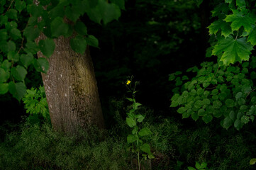 Las ujęcie rośliny z żółtym kwiatem rosnącej w cieniu drzew - obrazy, fototapety, plakaty