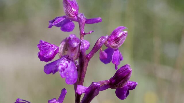 Wild orchid. European wild orchid Red Helleborine (Cephalanthera rubra). Orchidea selvatica. 
Close-up of the Wild Orchid captured on video with camera in macro.