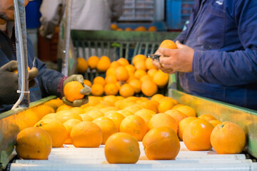 The production line of citrus fruits: organic tarocco oranges in a conveyor belt during the manual...