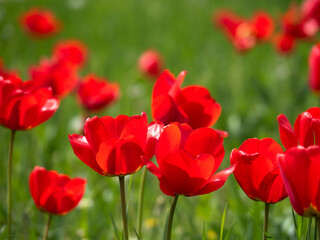 Blooming tulips. Beautiful spring flowers.