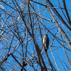 pajarito