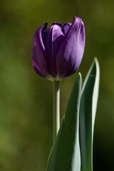 Naklejka premium purple tulip flower