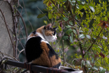Szylkretowy kot siedzący na balkonie - obrazy, fototapety, plakaty