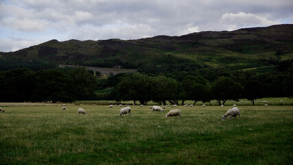 Fototapeta na wymiar Weiße Schafe in auf Wiesen im schottischen Hochland bei Fort Augustus