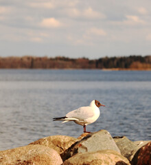 Rural landscape. Lonely black headed gull on a rock feels free and confident near lake Valday, Russia.