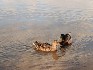 Two ducks on the lake met each other