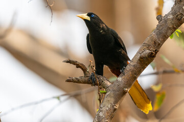 The crested oropendola also known as the Suriname crested oropendola or the cornbird (Psarocolius decumanus)
