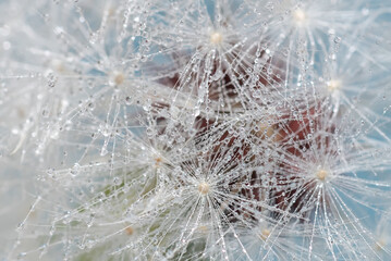 closeup dandelion 