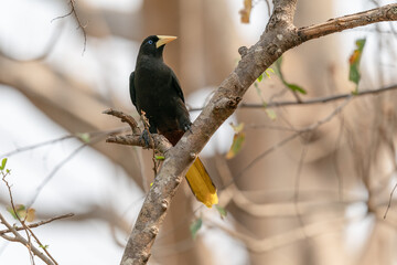 The crested oropendola also known as the Suriname crested oropendola or the cornbird (Psarocolius...